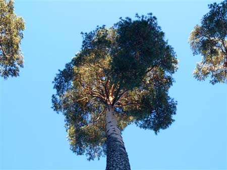 PC033645-