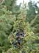 PB061586-