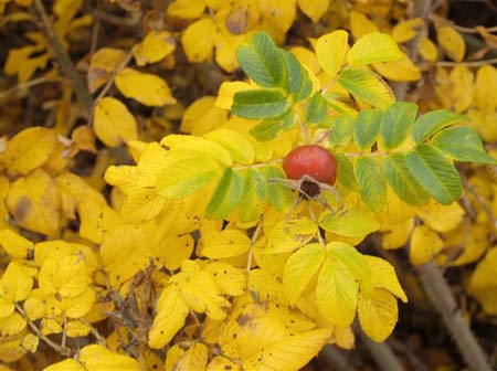 PB111914-