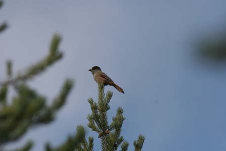 IMG_9351