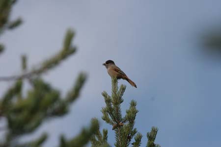 IMG_9352
