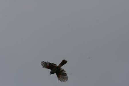 IMG_9414