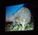 P4236209-
