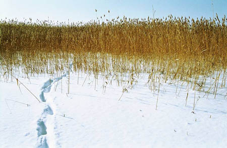 matsalu-11