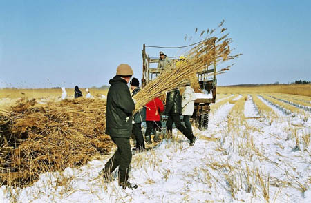 matsalu-19