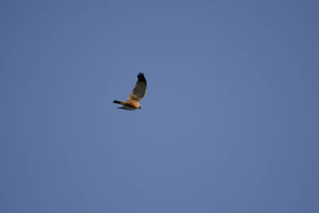 IMG_1725C