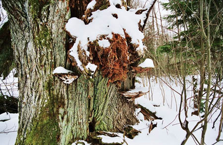 soomaa-2006-25