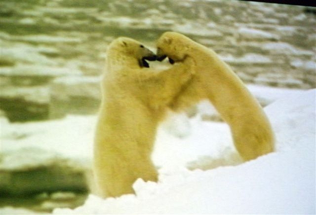 5. Kes on tugevam...