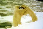 5. Kes on tugevam...