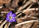 Matsalu 25 03 2007 035 v