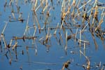 Matsalu 25 03 2007 141 v