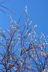 Matsalu 25 03 2007 165 v